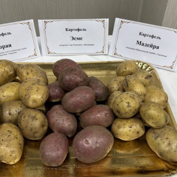 photo 2025 12 12 16 43 54 3